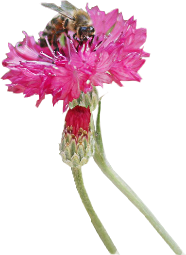 a Flower with a bee on it